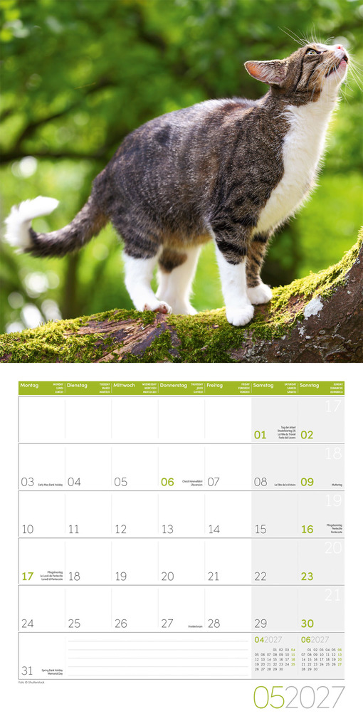 Weitere Ansicht: Katzen Kalender 2027 - 30x30 - Art12 | Ackermann Kunstverlag GmbH