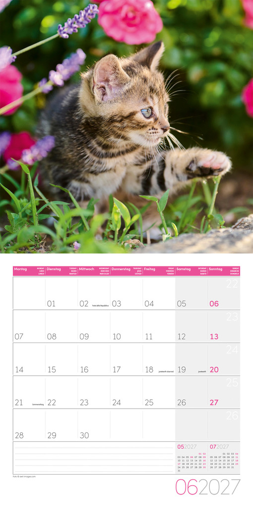 Weitere Ansicht: Katzen Kalender 2027 - 30x30 - Art12 | Ackermann Kunstverlag GmbH