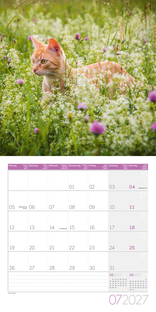 Weitere Ansicht: Katzen Kalender 2027 - 30x30 - Art12 | Ackermann Kunstverlag GmbH