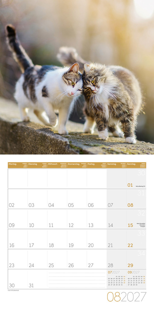 Weitere Ansicht: Katzen Kalender 2027 - 30x30 - Art12 | Ackermann Kunstverlag GmbH