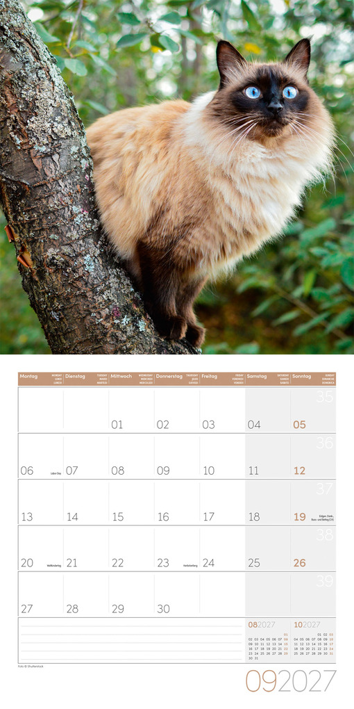 Weitere Ansicht: Katzen Kalender 2027 - 30x30 - Art12 | Ackermann Kunstverlag GmbH