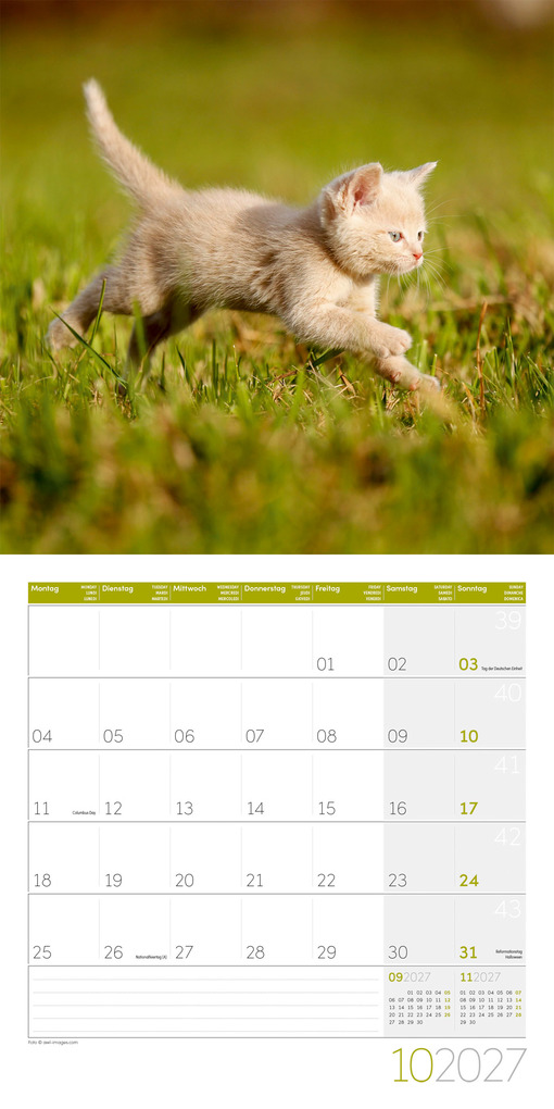 Weitere Ansicht: Katzen Kalender 2027 - 30x30 - Art12 | Ackermann Kunstverlag GmbH