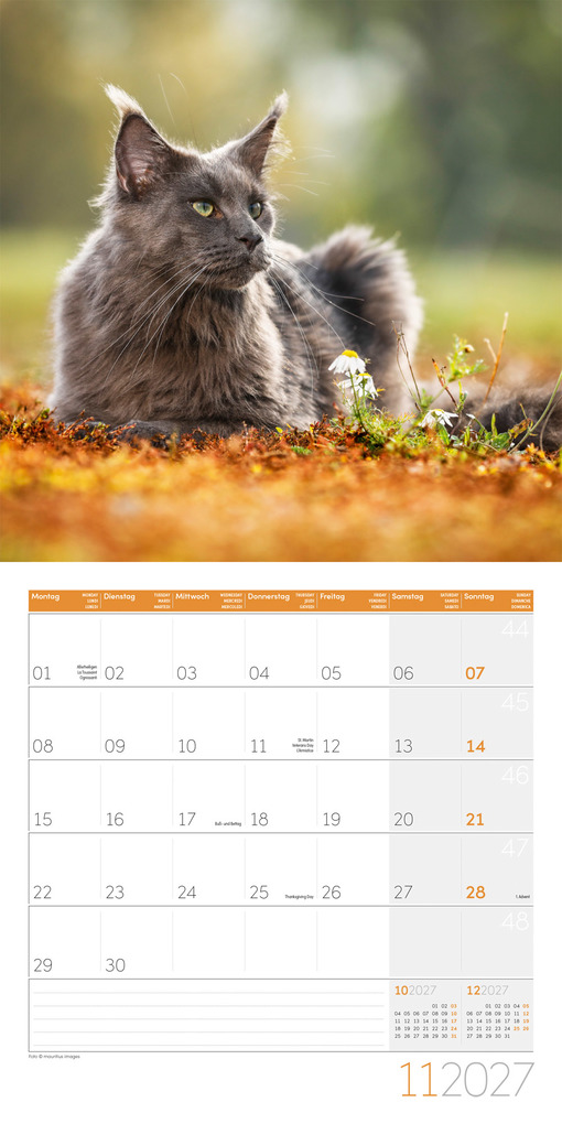 Weitere Ansicht: Katzen Kalender 2027 - 30x30 - Art12 | Ackermann Kunstverlag GmbH