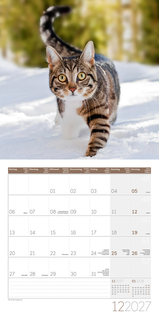 Weitere Ansicht: Katzen Kalender 2027 - 30x30 - Art12 | Ackermann Kunstverlag GmbH