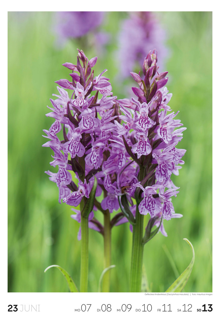 Weitere Ansicht: Natur Wochenkalender 2027 | Ackermann Kunstverlag GmbH