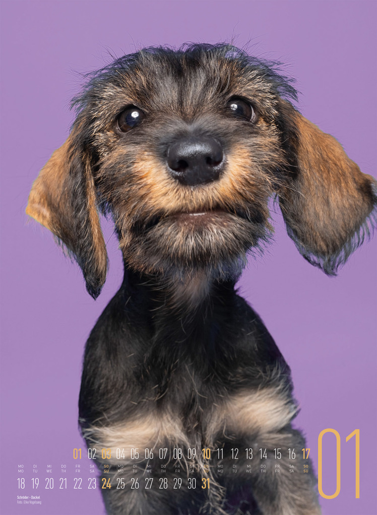 Weitere Ansicht: Frei Schnauze Kalender 2027 | Elke Vogelsang, Ackermann Kunstverlag GmbH
