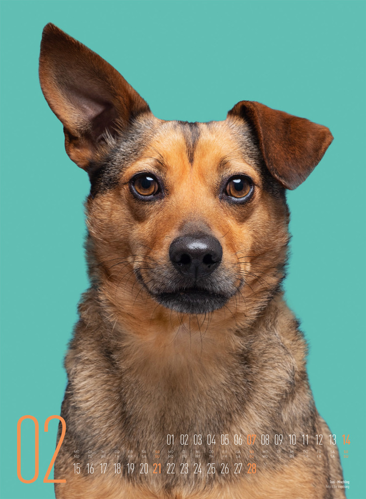 Weitere Ansicht: Frei Schnauze Kalender 2027 | Elke Vogelsang, Ackermann Kunstverlag GmbH