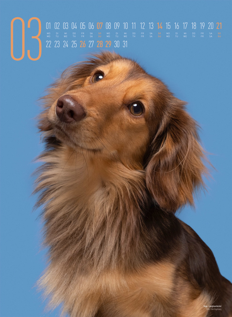 Weitere Ansicht: Frei Schnauze Kalender 2027 | Elke Vogelsang, Ackermann Kunstverlag GmbH