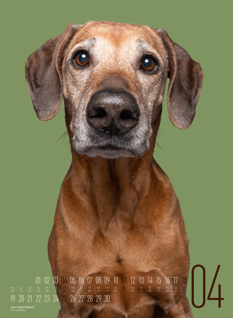 Weitere Ansicht: Frei Schnauze Kalender 2027 | Elke Vogelsang, Ackermann Kunstverlag GmbH
