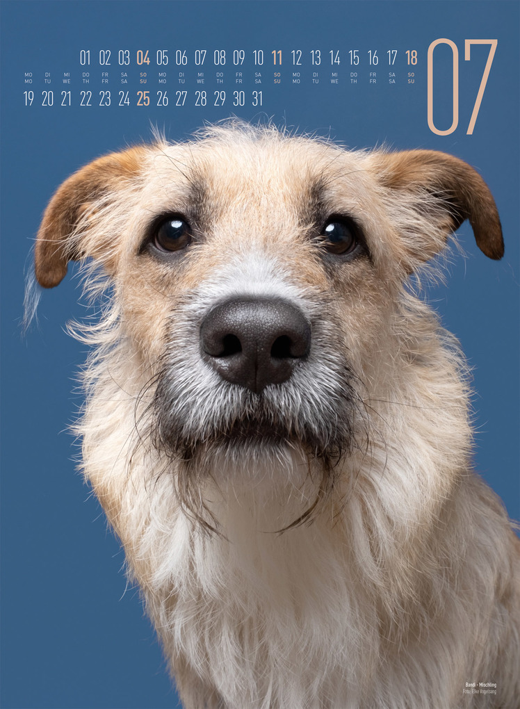 Weitere Ansicht: Frei Schnauze Kalender 2027 | Elke Vogelsang, Ackermann Kunstverlag GmbH