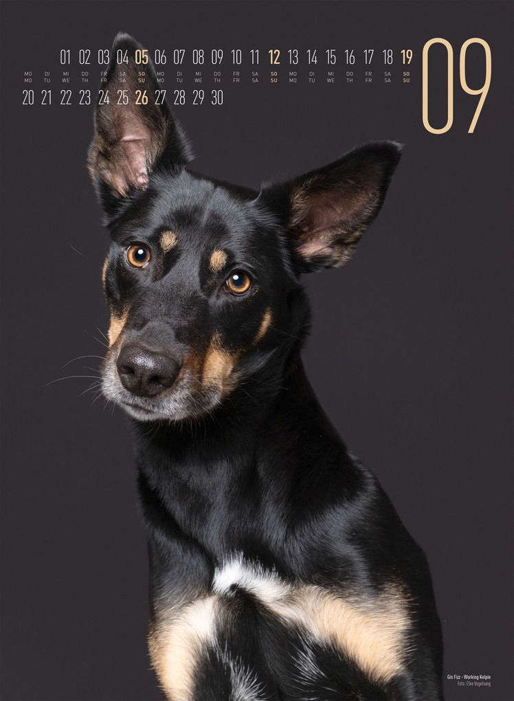 Weitere Ansicht: Frei Schnauze Kalender 2027 | Elke Vogelsang, Ackermann Kunstverlag GmbH