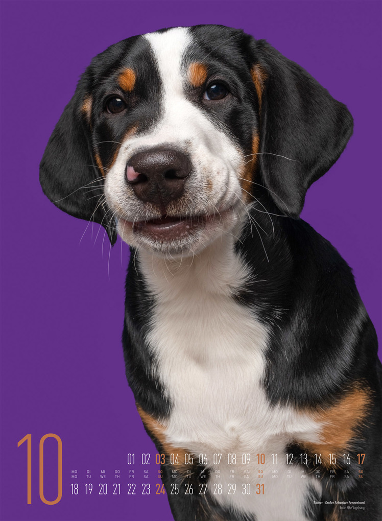 Weitere Ansicht: Frei Schnauze Kalender 2027 | Elke Vogelsang, Ackermann Kunstverlag GmbH