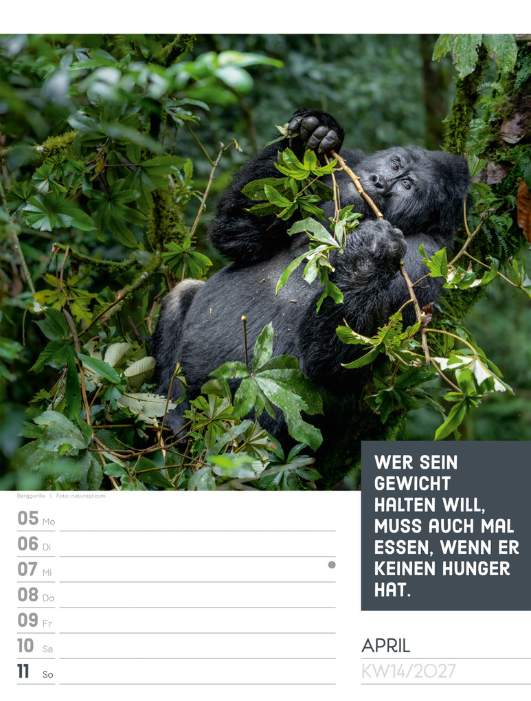 Weitere Ansicht: Tierisch Sprüchekalender Wochenplaner 2027 | Ackermann Kunstverlag GmbH