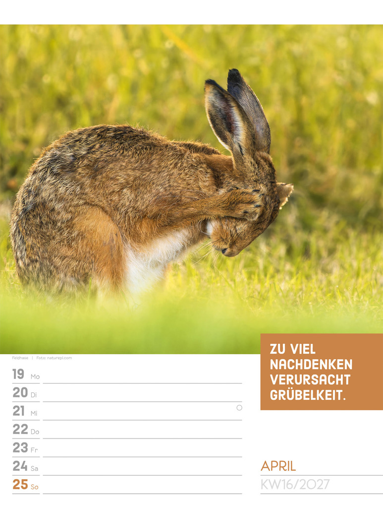 Weitere Ansicht: Tierisch Sprüchekalender Wochenplaner 2027 | Ackermann Kunstverlag GmbH