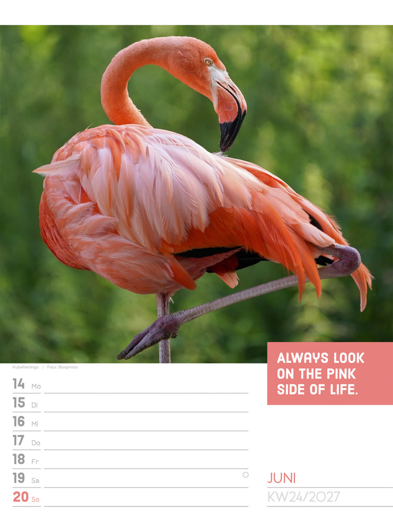 Weitere Ansicht: Tierisch Sprüchekalender Wochenplaner 2027 | Ackermann Kunstverlag GmbH