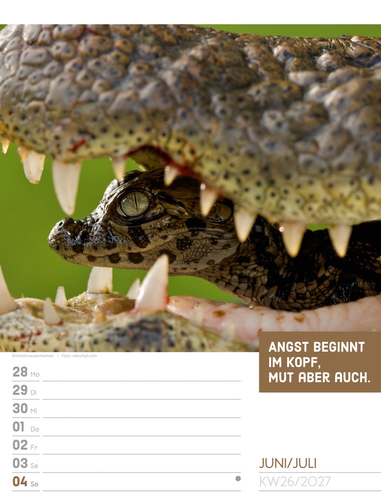 Weitere Ansicht: Tierisch Sprüchekalender Wochenplaner 2027 | Ackermann Kunstverlag GmbH