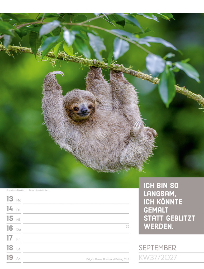 Weitere Ansicht: Tierisch Sprüchekalender Wochenplaner 2027 | Ackermann Kunstverlag GmbH