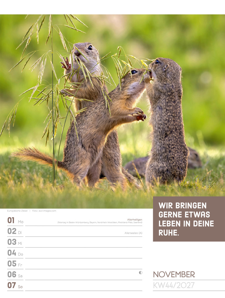 Weitere Ansicht: Tierisch Sprüchekalender Wochenplaner 2027 | Ackermann Kunstverlag GmbH