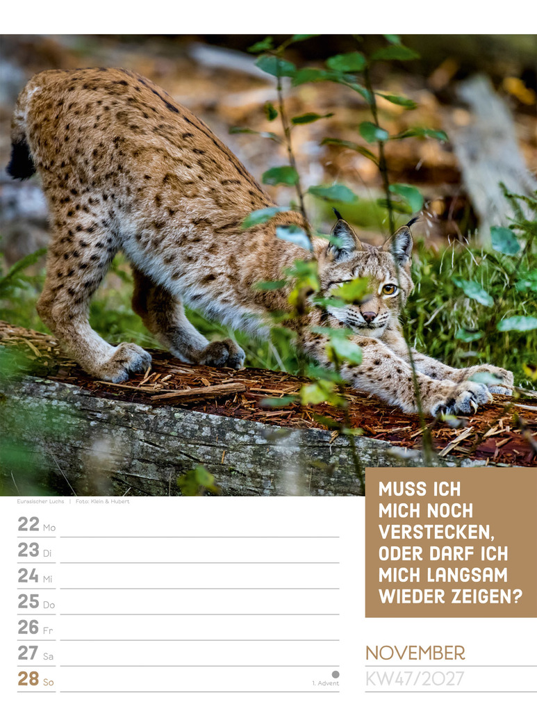 Weitere Ansicht: Tierisch Sprüchekalender Wochenplaner 2027 | Ackermann Kunstverlag GmbH