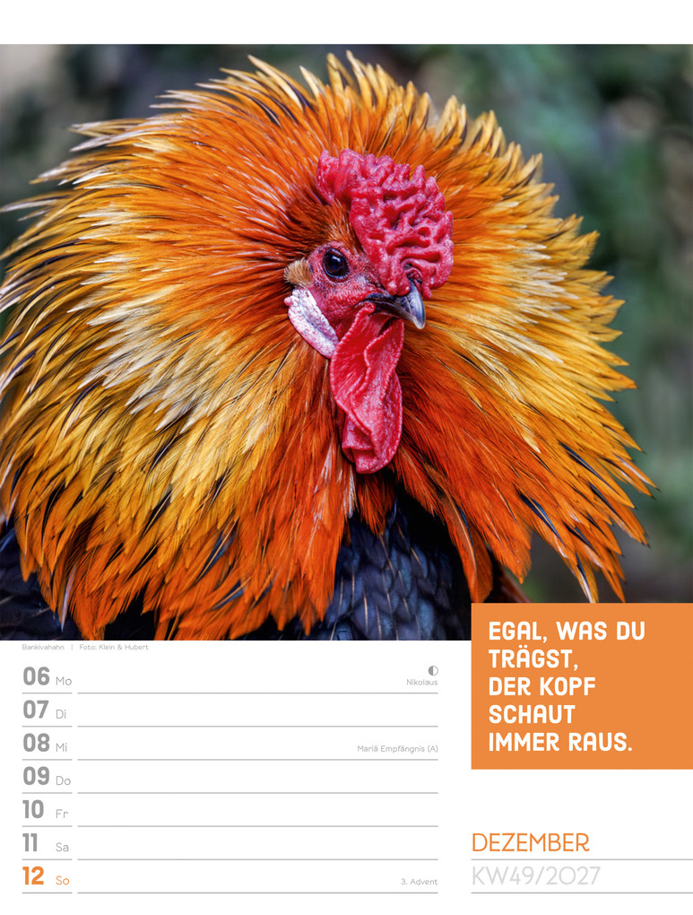 Weitere Ansicht: Tierisch Sprüchekalender Wochenplaner 2027 | Ackermann Kunstverlag GmbH