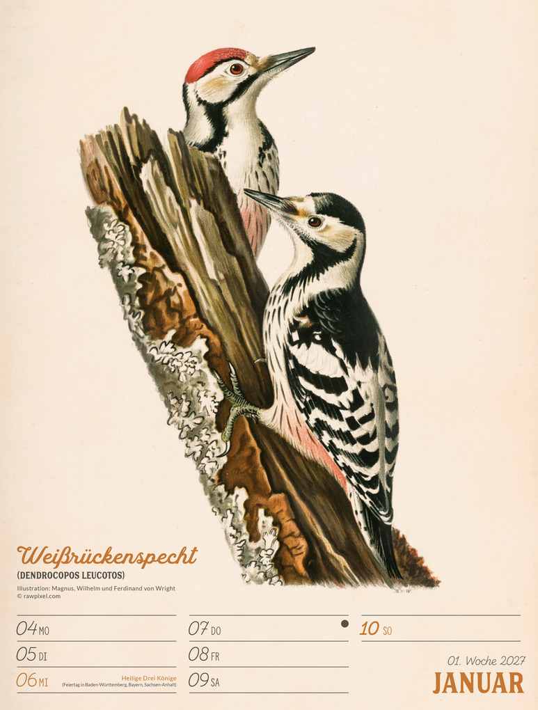 Weitere Ansicht: Wunderbare Vogelwelt Wochenplaner Kalender 2027 | Ackermann Kunstverlag GmbH