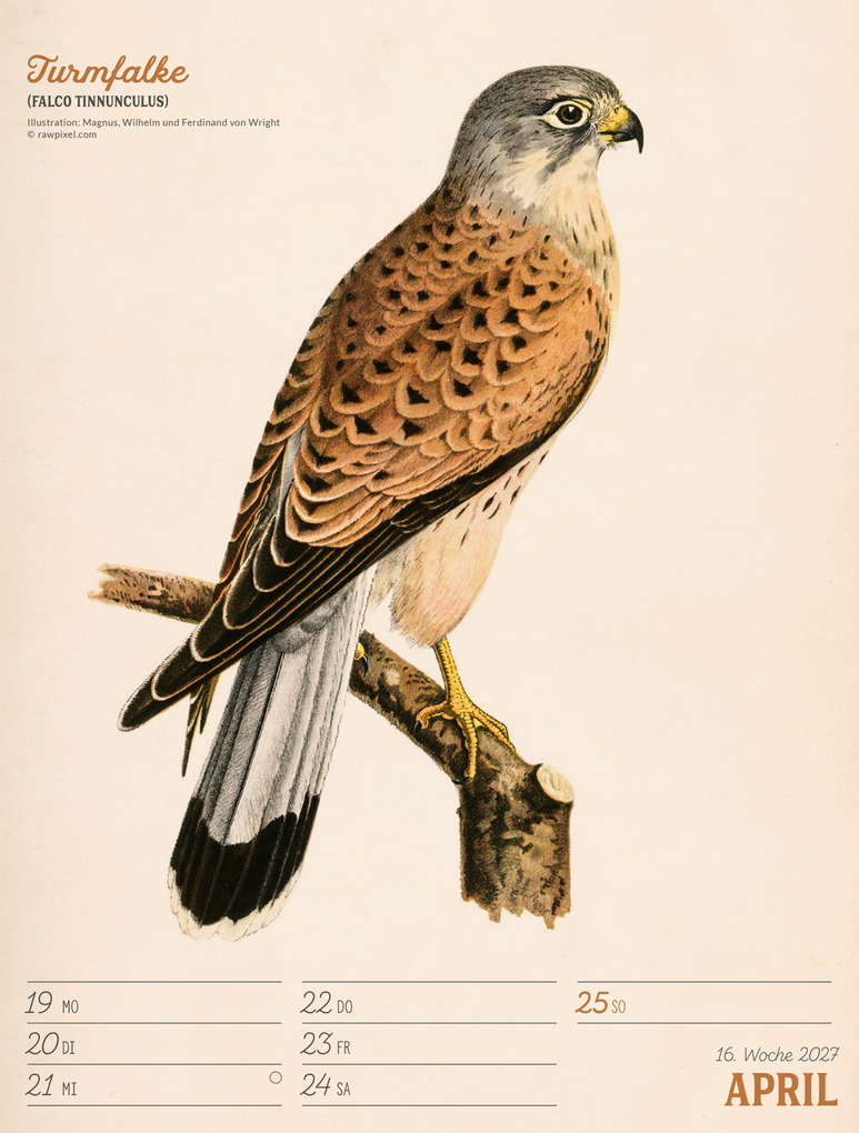 Weitere Ansicht: Wunderbare Vogelwelt Wochenplaner Kalender 2027 | Ackermann Kunstverlag GmbH