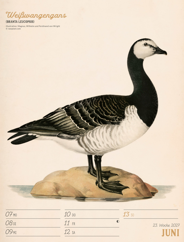 Weitere Ansicht: Wunderbare Vogelwelt Wochenplaner Kalender 2027 | Ackermann Kunstverlag GmbH