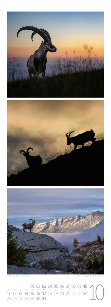 Weitere Ansicht: Tierwelten Triplet-Kalender 2027 | Artenvielfalt & Lebensräume | Ackermann Kunstverlag GmbH