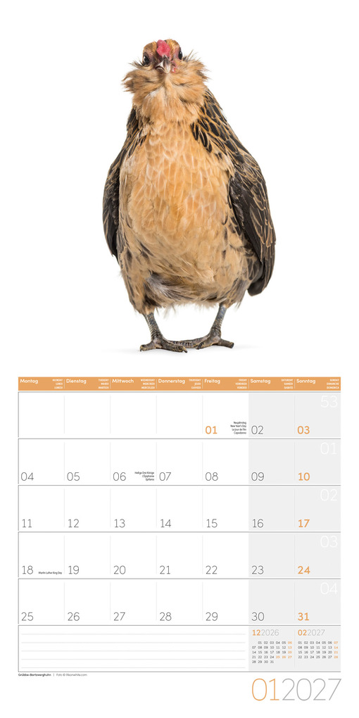 Weitere Ansicht: Verrückte Hühner Kalender 2027 - 30x30 - Art12 | Ackermann Kunstverlag GmbH