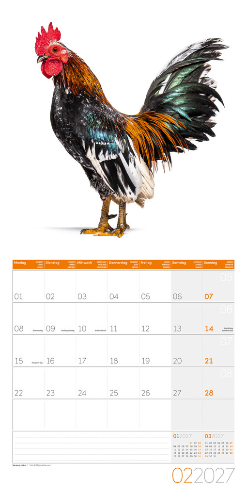 Weitere Ansicht: Verrückte Hühner Kalender 2027 - 30x30 - Art12 | Ackermann Kunstverlag GmbH