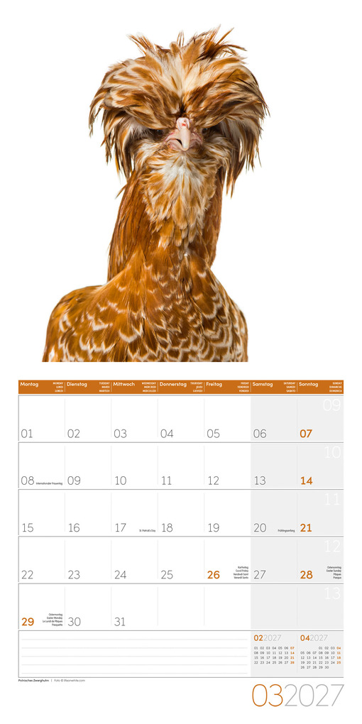 Weitere Ansicht: Verrückte Hühner Kalender 2027 - 30x30 - Art12 | Ackermann Kunstverlag GmbH