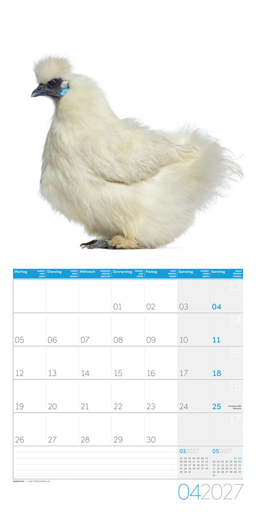 Weitere Ansicht: Verrückte Hühner Kalender 2027 - 30x30 - Art12 | Ackermann Kunstverlag GmbH