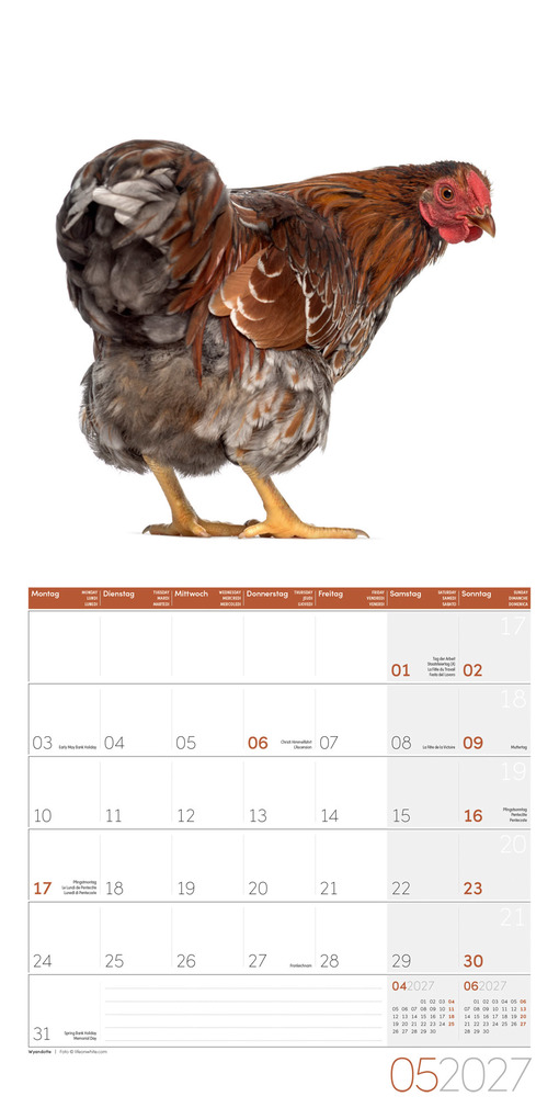 Weitere Ansicht: Verrückte Hühner Kalender 2027 - 30x30 - Art12 | Ackermann Kunstverlag GmbH