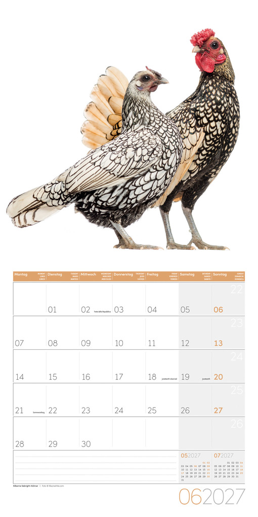 Weitere Ansicht: Verrückte Hühner Kalender 2027 - 30x30 - Art12 | Ackermann Kunstverlag GmbH