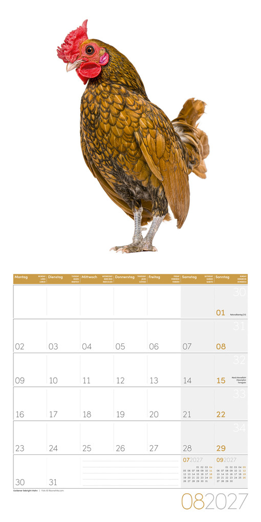 Weitere Ansicht: Verrückte Hühner Kalender 2027 - 30x30 - Art12 | Ackermann Kunstverlag GmbH