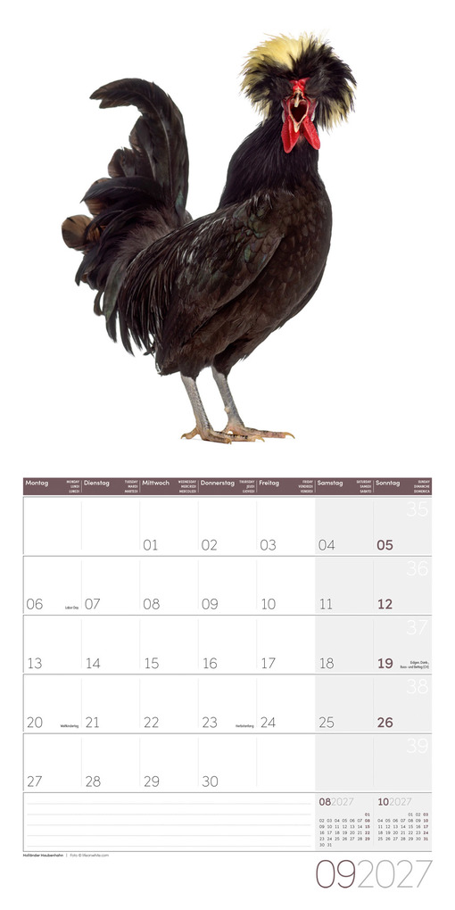 Weitere Ansicht: Verrückte Hühner Kalender 2027 - 30x30 - Art12 | Ackermann Kunstverlag GmbH