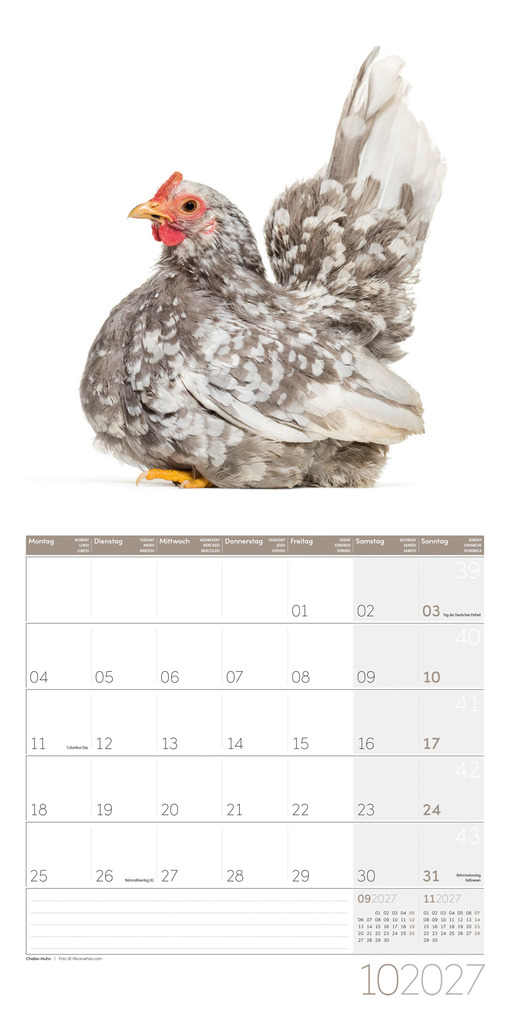Weitere Ansicht: Verrückte Hühner Kalender 2027 - 30x30 - Art12 | Ackermann Kunstverlag GmbH