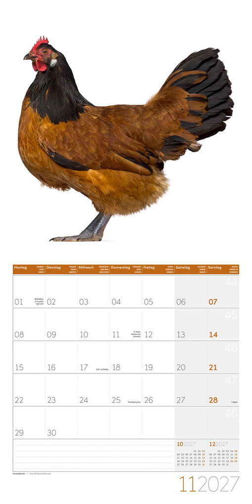 Weitere Ansicht: Verrückte Hühner Kalender 2027 - 30x30 - Art12 | Ackermann Kunstverlag GmbH