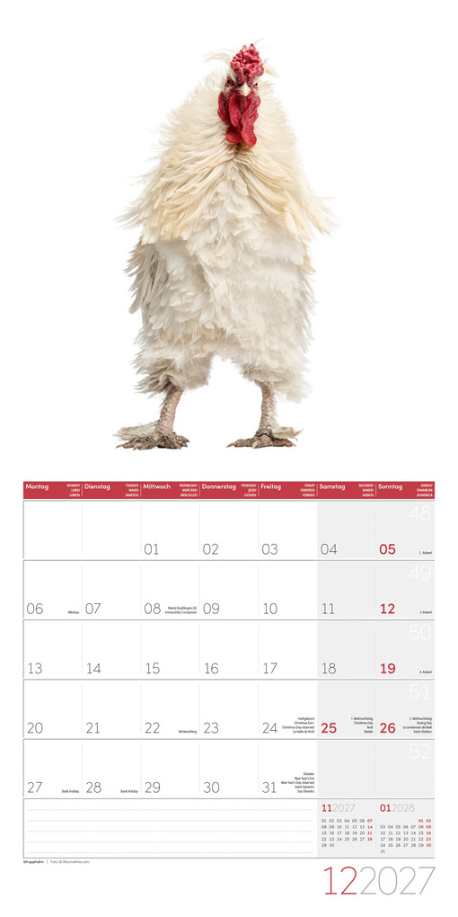 Weitere Ansicht: Verrückte Hühner Kalender 2027 - 30x30 - Art12 | Ackermann Kunstverlag GmbH