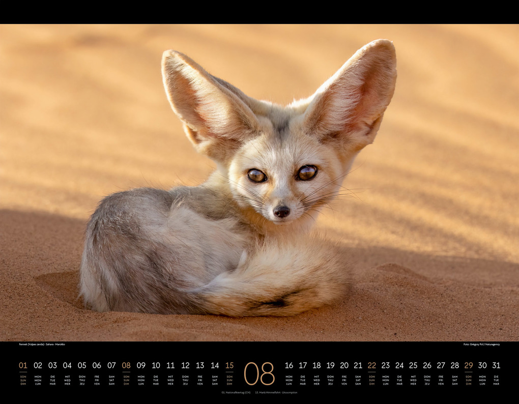 Weitere Ansicht: Wildes Afrika Kalender 2027 | Ackermann Kunstverlag GmbH