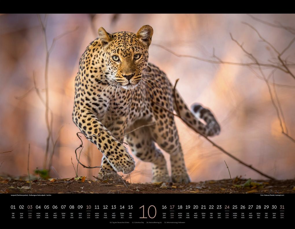 Weitere Ansicht: Wildes Afrika Kalender 2027 | Ackermann Kunstverlag GmbH