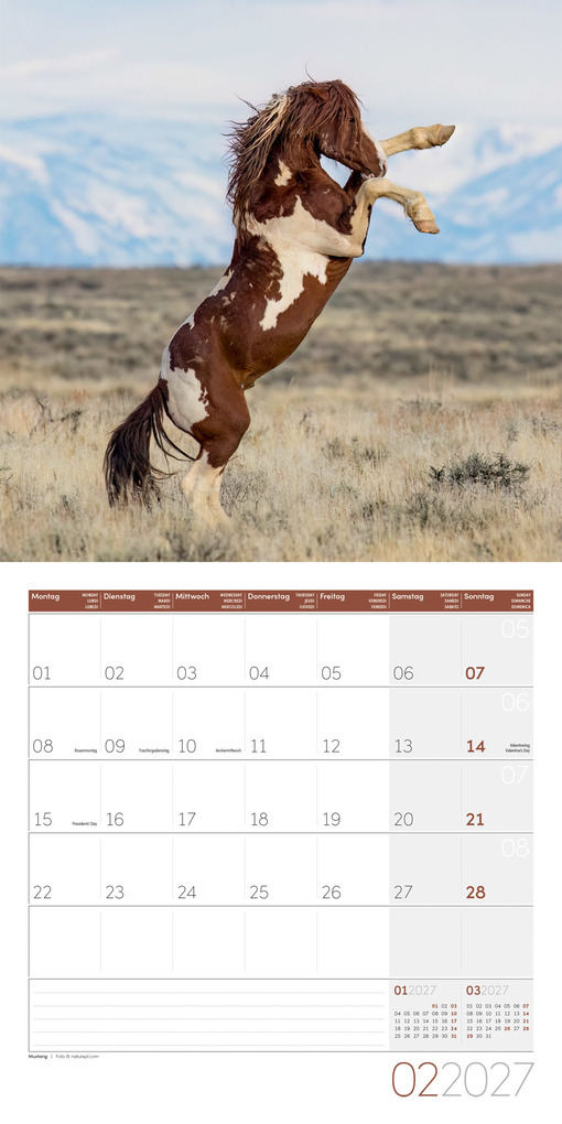 Weitere Ansicht: Pferde Kalender 2027 - 30x30 - Art12 | Ackermann Kunstverlag GmbH