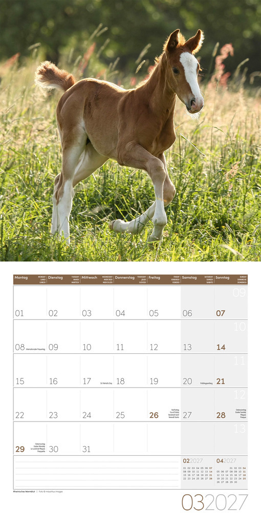 Weitere Ansicht: Pferde Kalender 2027 - 30x30 - Art12 | Ackermann Kunstverlag GmbH