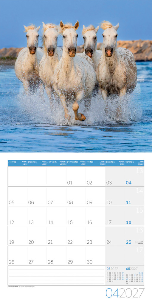 Weitere Ansicht: Pferde Kalender 2027 - 30x30 - Art12 | Ackermann Kunstverlag GmbH