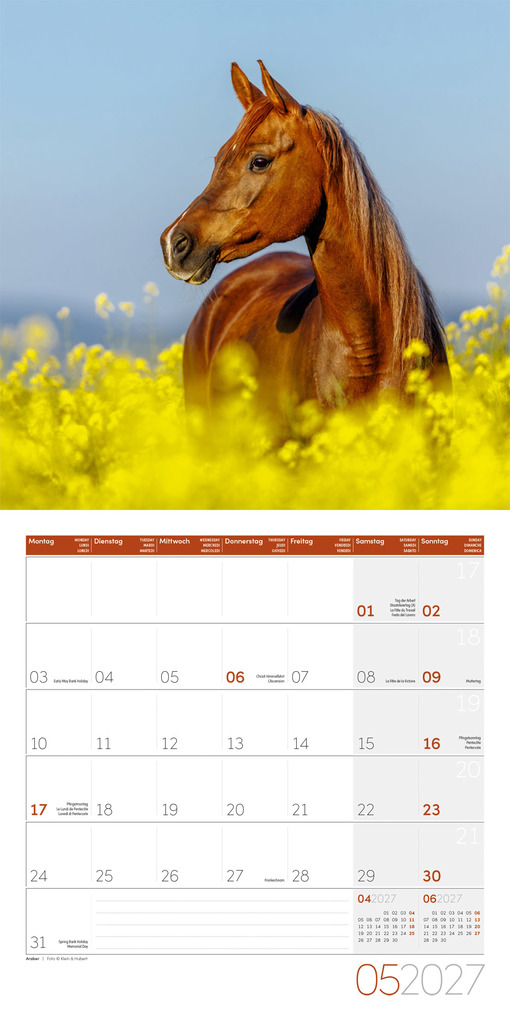 Weitere Ansicht: Pferde Kalender 2027 - 30x30 - Art12 | Ackermann Kunstverlag GmbH