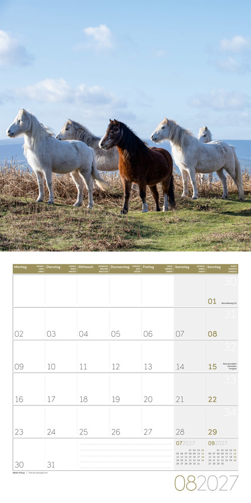 Weitere Ansicht: Pferde Kalender 2027 - 30x30 - Art12 | Ackermann Kunstverlag GmbH