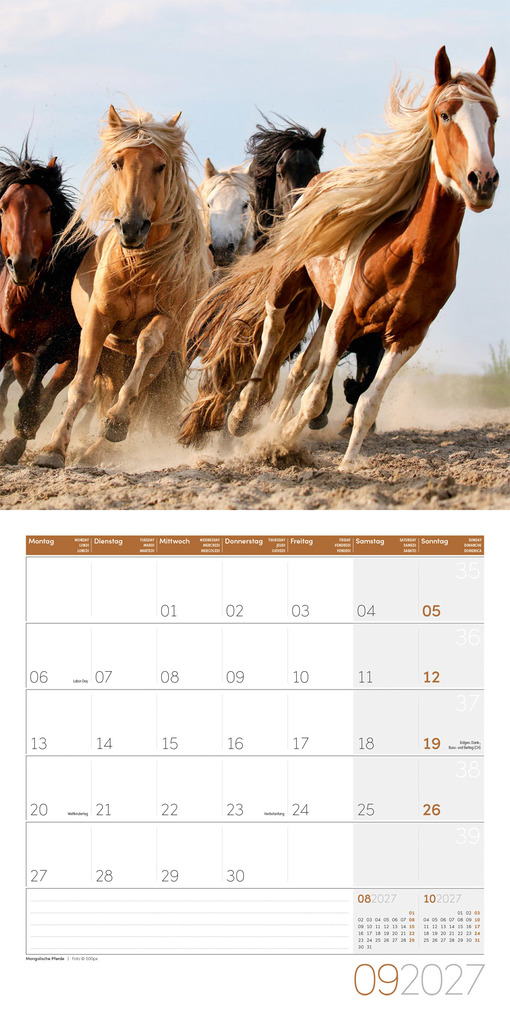 Weitere Ansicht: Pferde Kalender 2027 - 30x30 - Art12 | Ackermann Kunstverlag GmbH