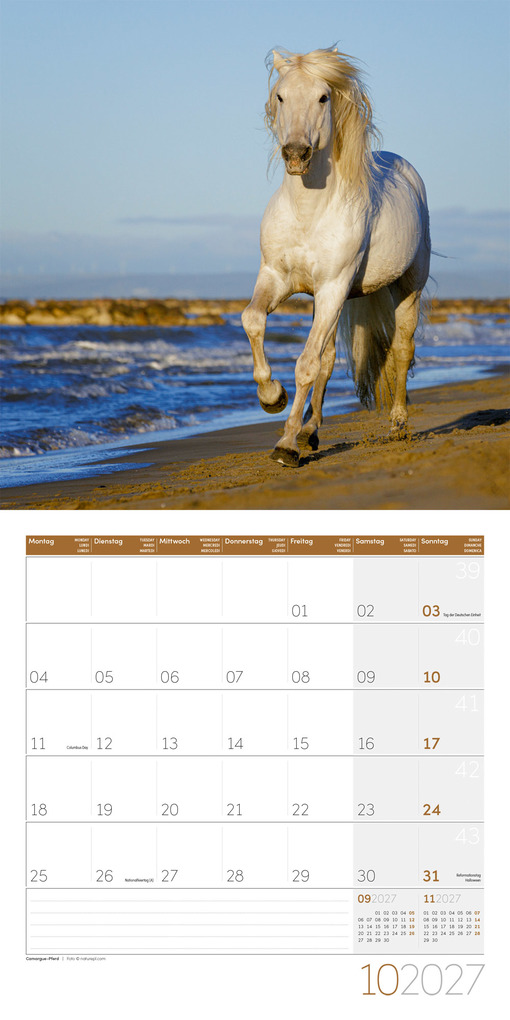 Weitere Ansicht: Pferde Kalender 2027 - 30x30 - Art12 | Ackermann Kunstverlag GmbH
