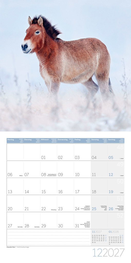 Weitere Ansicht: Pferde Kalender 2027 - 30x30 - Art12 | Ackermann Kunstverlag GmbH