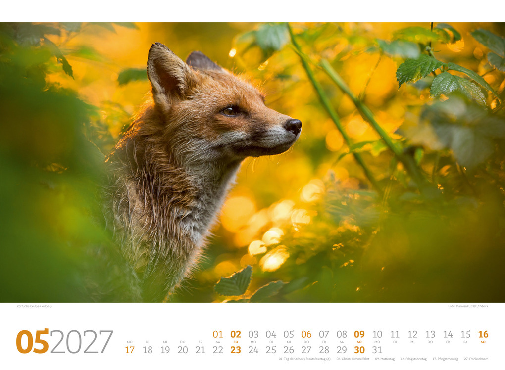Weitere Ansicht: Tierwelt Wald Kalender 2027 | Ackermann Kunstverlag GmbH